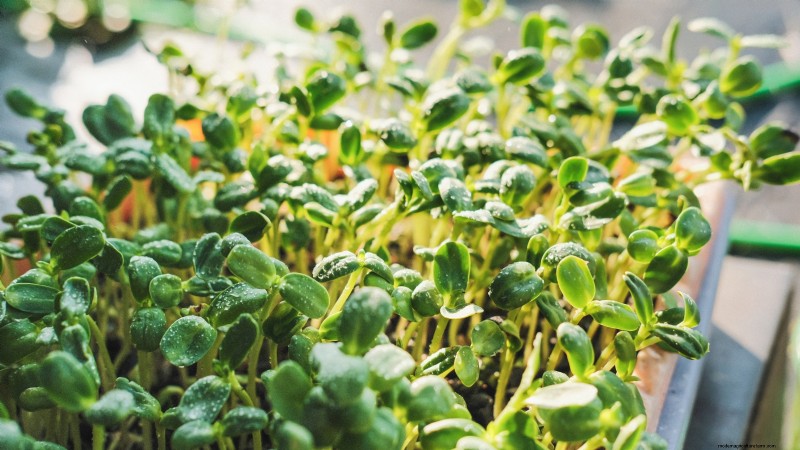 Grow Your Own Nutrient-Rich Microgreens: A Beginner s Guide