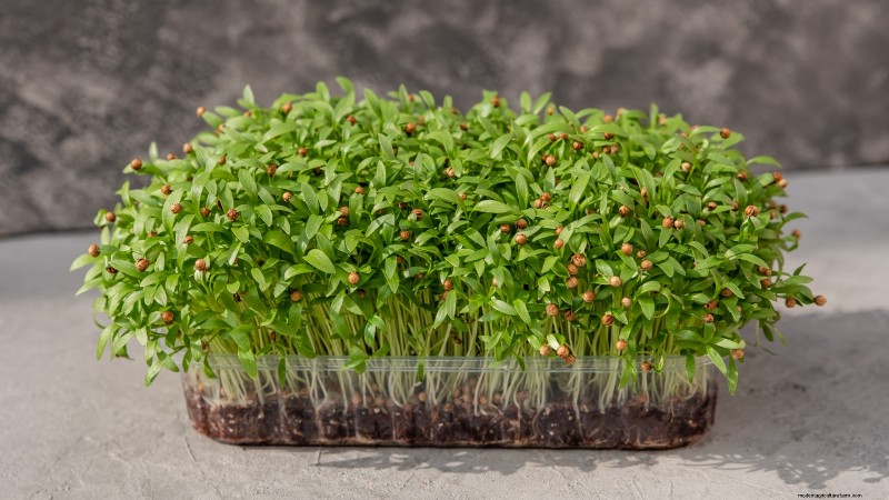 Grow Your Own Nutrient-Rich Microgreens: A Beginner s Guide