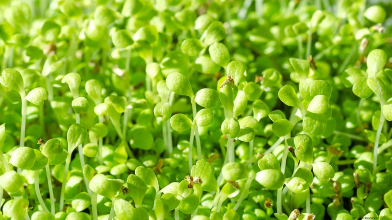 Grow Your Own Nutrient-Rich Microgreens: A Beginner s Guide