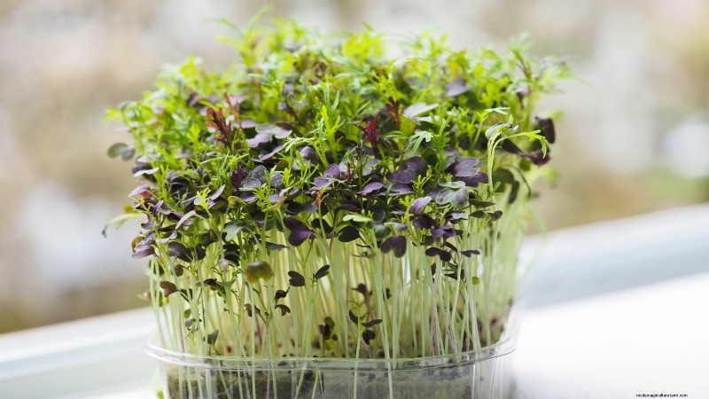 Grow Your Own Nutrient-Rich Microgreens: A Beginner s Guide