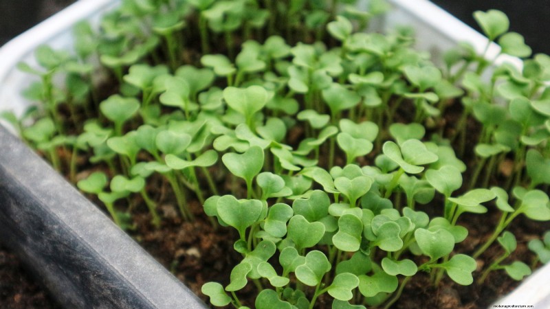 Grow Your Own Nutrient-Rich Microgreens: A Beginner s Guide