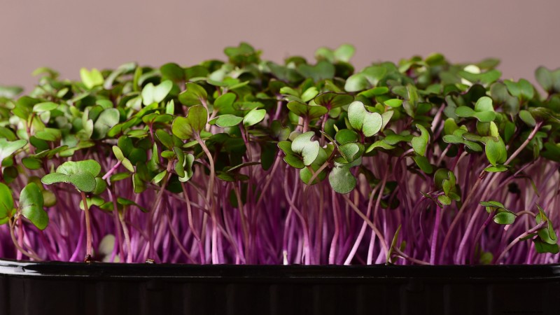 Grow Your Own Nutrient-Rich Microgreens: A Beginner s Guide
