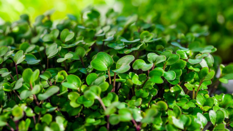 Grow Your Own Nutrient-Rich Microgreens: A Beginner s Guide