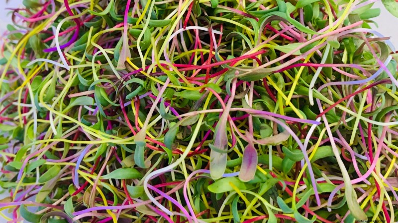 Grow Your Own Nutrient-Rich Microgreens: A Beginner s Guide