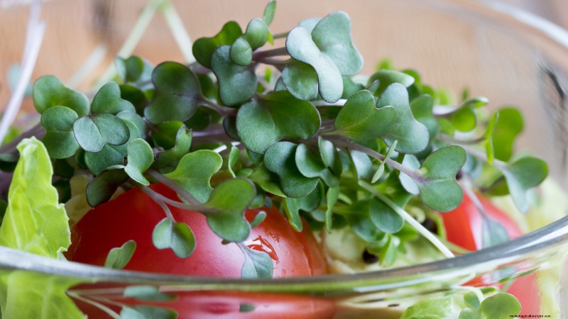 Grow Your Own Nutrient-Rich Microgreens: A Beginner s Guide