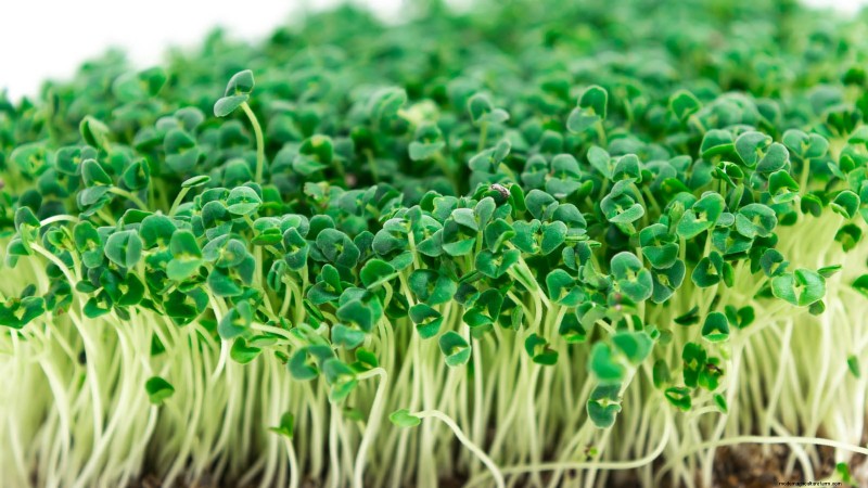 Grow Your Own Nutrient-Rich Microgreens: A Beginner s Guide