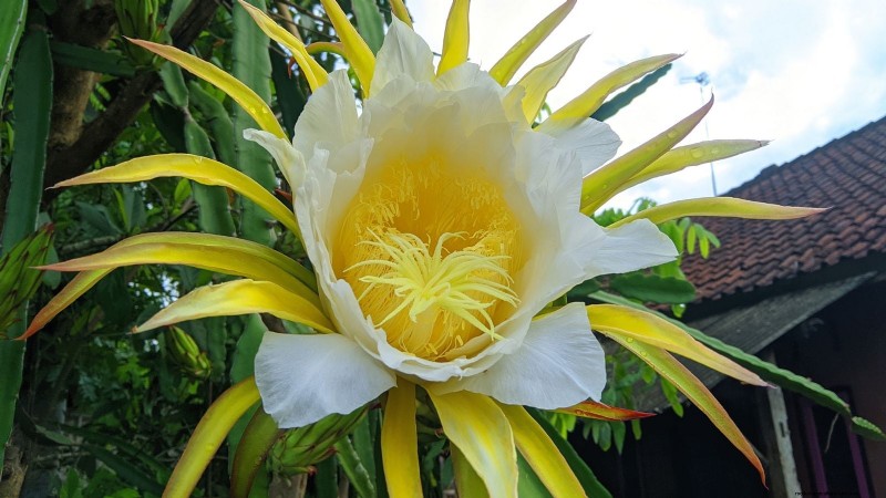 Indoor Dragon Fruit Growing Guide: Cultivate Pitahaya at Home