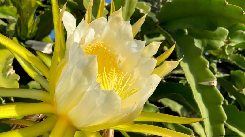 Indoor Dragon Fruit Growing Guide: Cultivate Pitahaya at Home