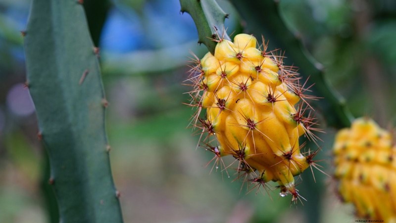 Indoor Dragon Fruit Growing Guide: Cultivate Pitahaya at Home