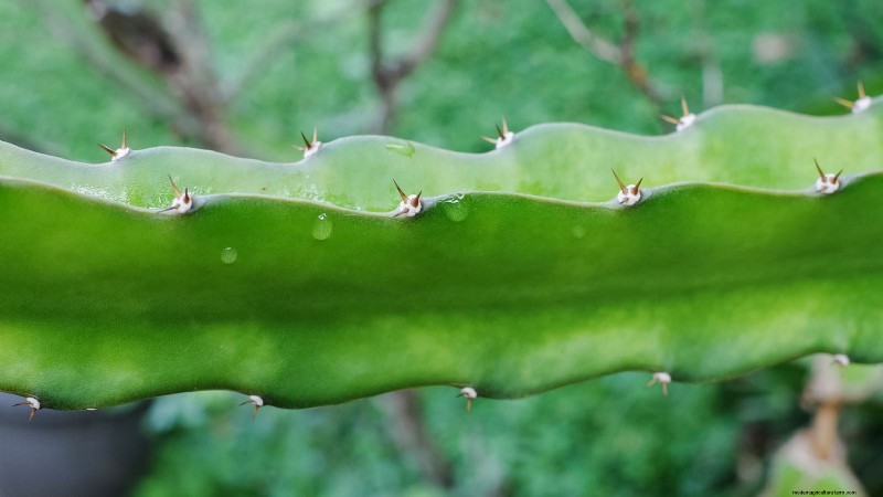Indoor Dragon Fruit Growing Guide: Cultivate Pitahaya at Home