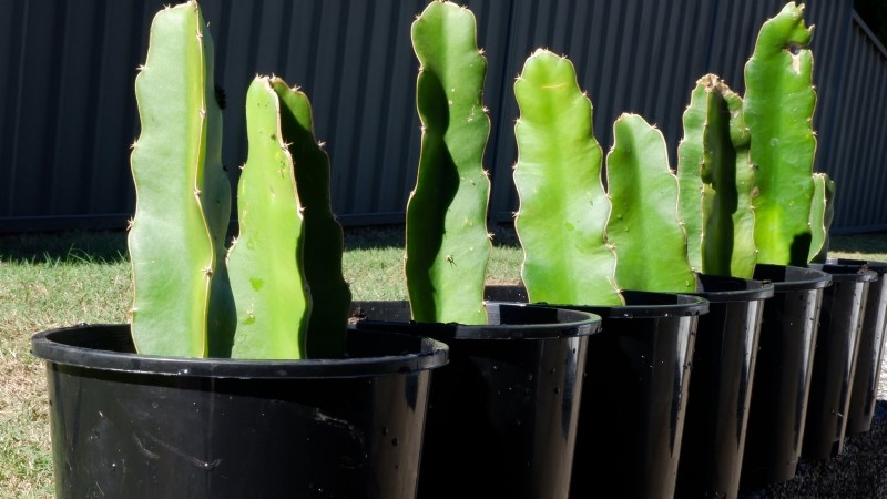 Indoor Dragon Fruit Growing Guide: Cultivate Pitahaya at Home