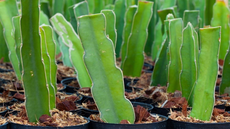 Indoor Dragon Fruit Growing Guide: Cultivate Pitahaya at Home