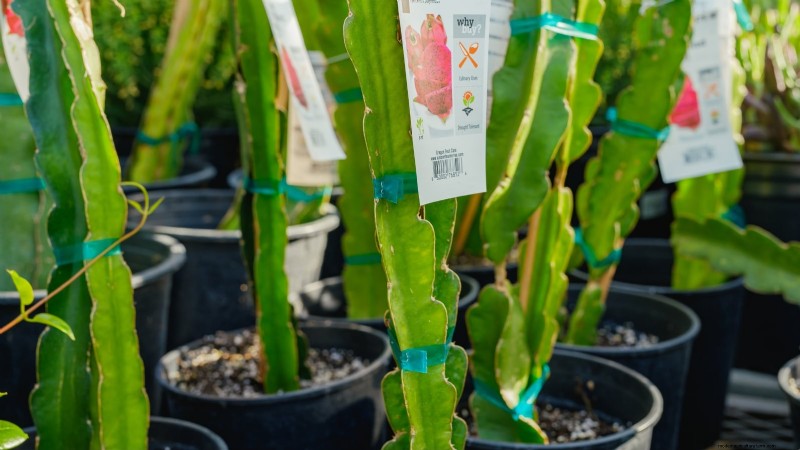 Indoor Dragon Fruit Growing Guide: Cultivate Pitahaya at Home