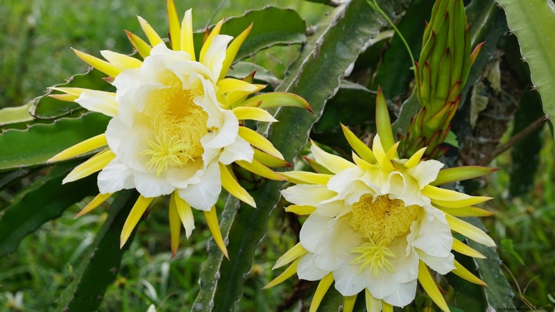 Indoor Dragon Fruit Growing Guide: Cultivate Pitahaya at Home