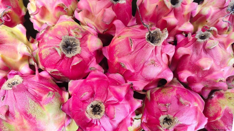 Indoor Dragon Fruit Growing Guide: Cultivate Pitahaya at Home