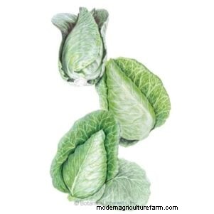15 Healthiest & Easiest Edible Plants for Your Kitchen Garden