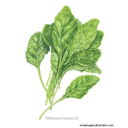 15 Healthiest & Easiest Edible Plants for Your Kitchen Garden