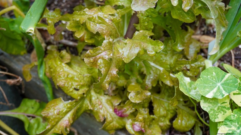 15 Healthiest & Easiest Edible Plants for Your Kitchen Garden