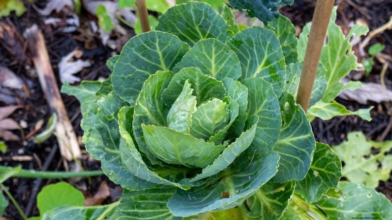 15 Healthiest & Easiest Edible Plants for Your Kitchen Garden