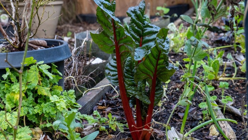 15 Healthiest & Easiest Edible Plants for Your Kitchen Garden