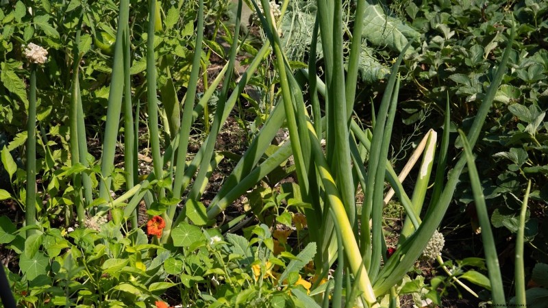 15 Healthiest & Easiest Edible Plants for Your Kitchen Garden