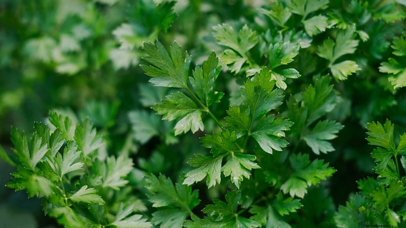 15 Healthiest & Easiest Edible Plants for Your Kitchen Garden