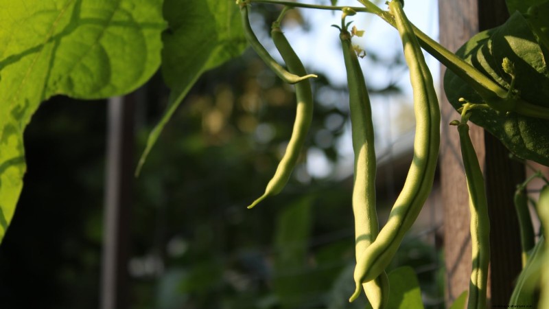 15 Healthiest & Easiest Edible Plants for Your Kitchen Garden