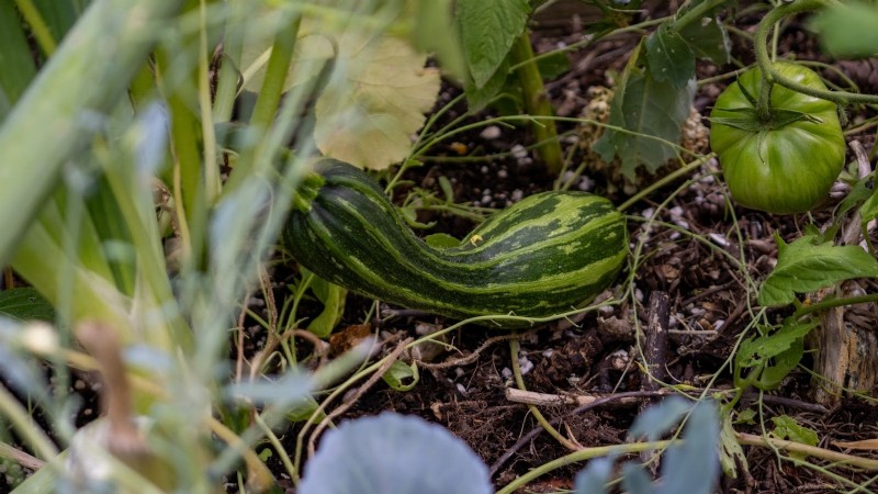15 Healthiest & Easiest Edible Plants for Your Kitchen Garden