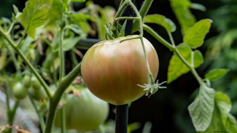 15 Healthiest & Easiest Edible Plants for Your Kitchen Garden
