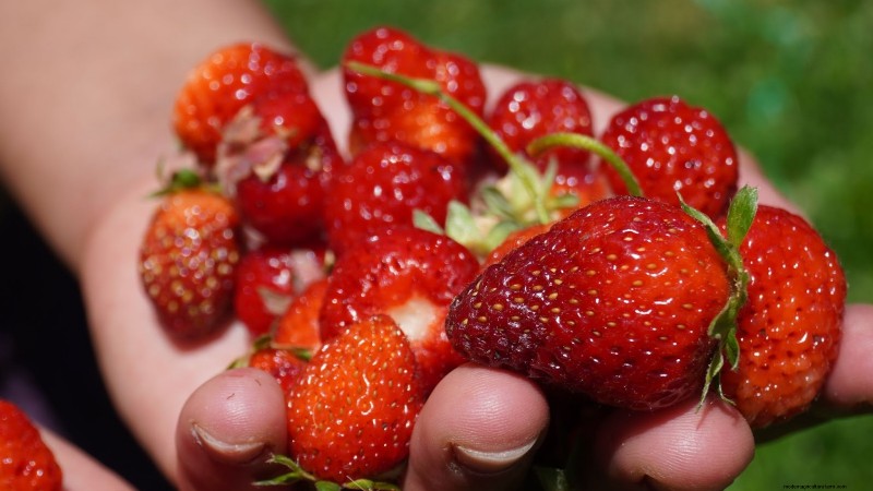 15 Healthiest & Easiest Edible Plants for Your Kitchen Garden