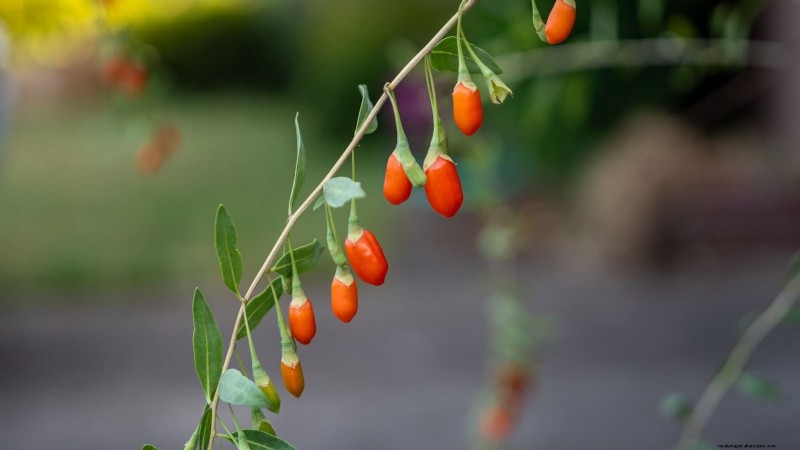 15 Healthiest & Easiest Edible Plants for Your Kitchen Garden