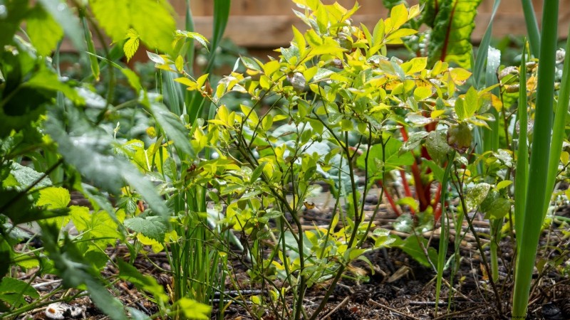 15 Healthiest & Easiest Edible Plants for Your Kitchen Garden