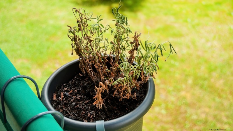 Indoor Lavender Care: Troubleshooting & 13 Expert Solutions