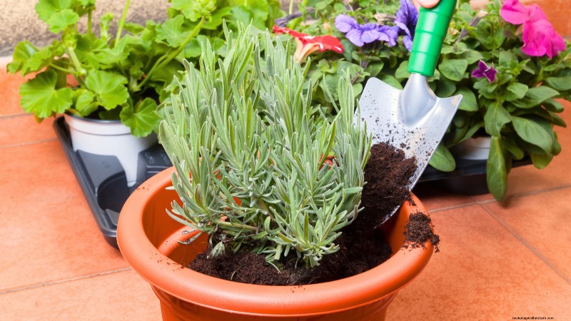 Indoor Lavender Care: Troubleshooting & 13 Expert Solutions