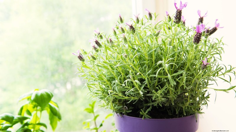 Indoor Lavender Care: Troubleshooting & 13 Expert Solutions