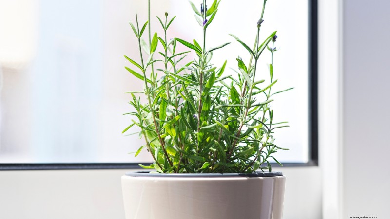 Indoor Lavender Care: Troubleshooting & 13 Expert Solutions