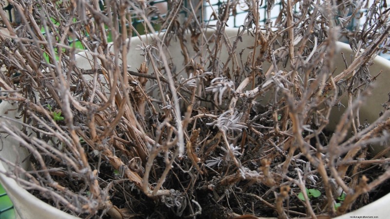 Indoor Lavender Care: Troubleshooting & 13 Expert Solutions