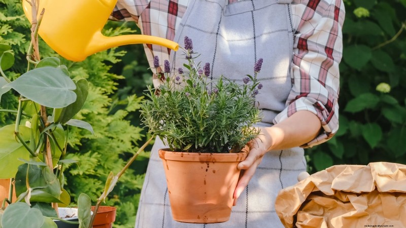 Indoor Lavender Care: Troubleshooting & 13 Expert Solutions