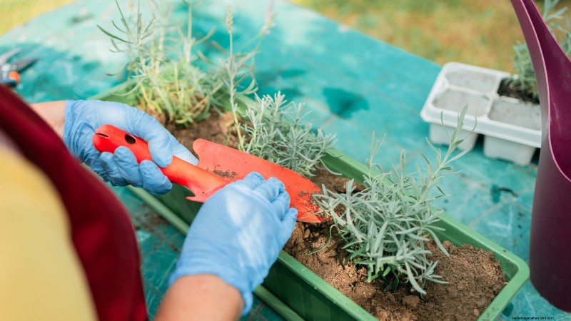 Indoor Lavender Care: Troubleshooting & 13 Expert Solutions