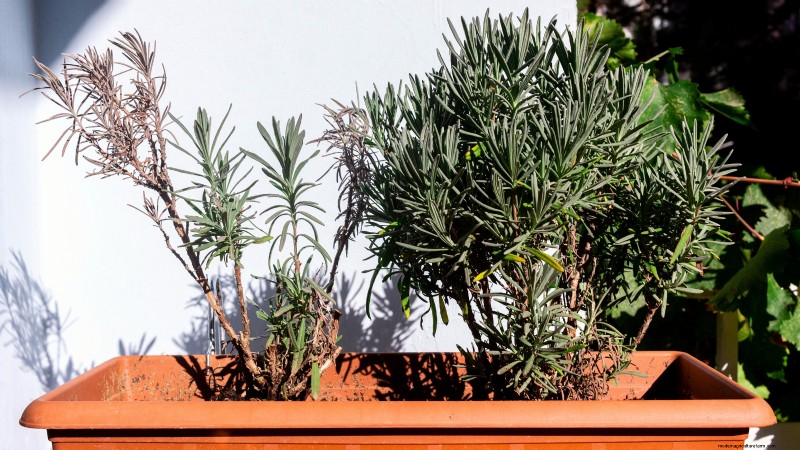 Indoor Lavender Care: Troubleshooting & 13 Expert Solutions