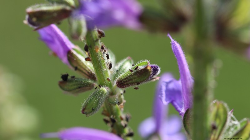 Indoor Lavender Care: Troubleshooting & 13 Expert Solutions