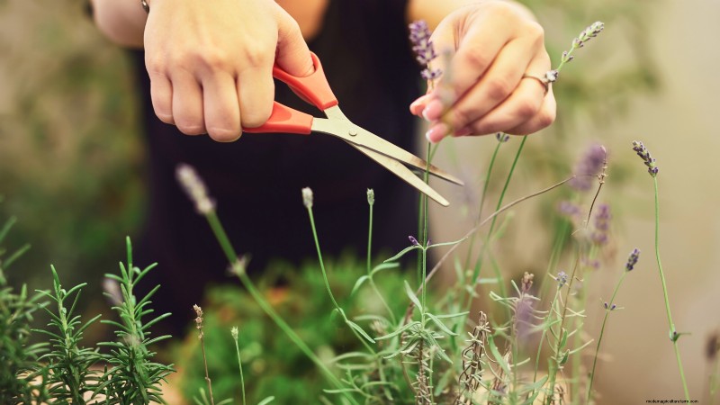 Indoor Lavender Care: Troubleshooting & 13 Expert Solutions