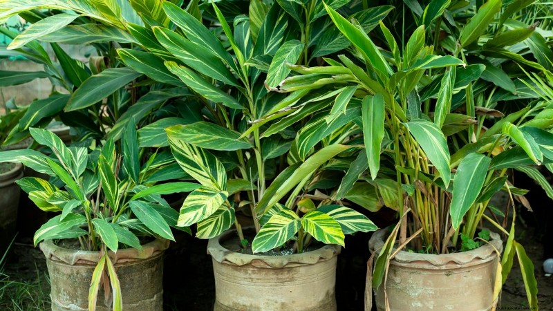 Grow Ginger Indoors: A Complete 7-Step Guide | [Your Website Name]