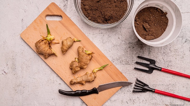 Grow Ginger Indoors: A Complete 7-Step Guide | [Your Website Name]