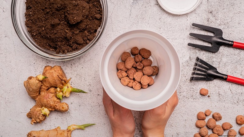 Grow Ginger Indoors: A Complete 7-Step Guide | [Your Website Name]