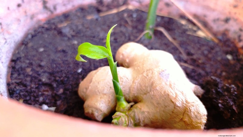 Grow Ginger Indoors: A Complete 7-Step Guide | [Your Website Name]