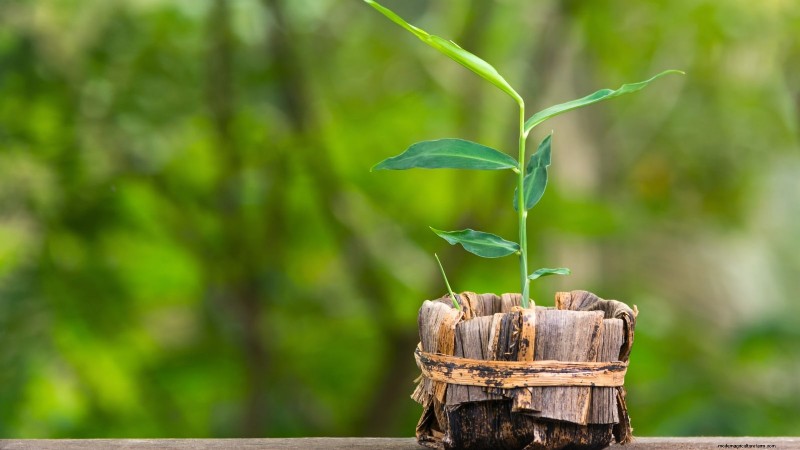 Grow Ginger Indoors: A Complete 7-Step Guide | [Your Website Name]