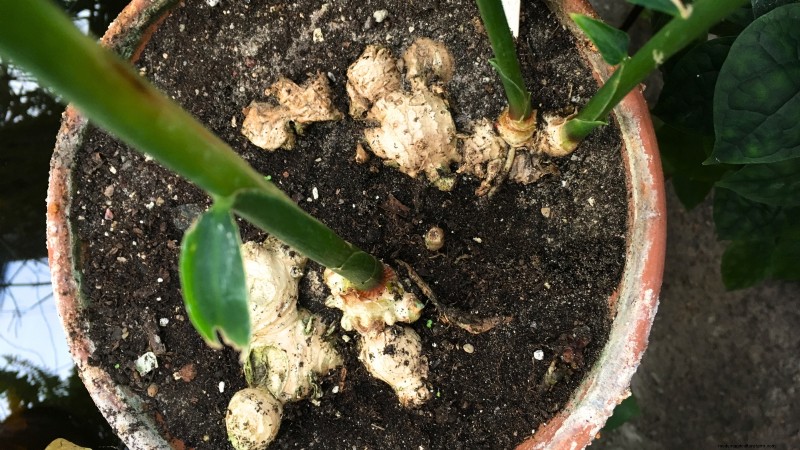 Grow Ginger Indoors: A Complete 7-Step Guide | [Your Website Name]
