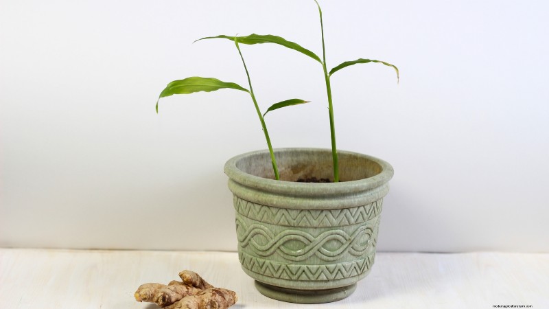 Grow Ginger Indoors: A Complete 7-Step Guide | [Your Website Name]