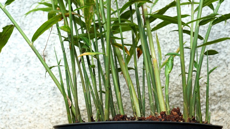 Grow Ginger Indoors: A Complete 7-Step Guide | [Your Website Name]